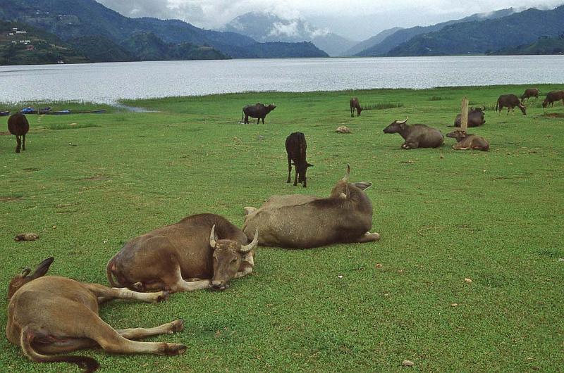 WT 1000 191e02 e004 Nepal.jpg